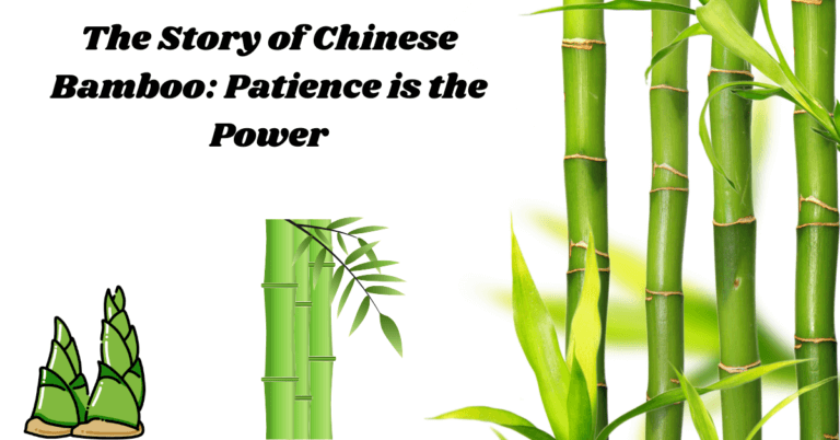 The Story of Chinese Bamboo Patience is the Power